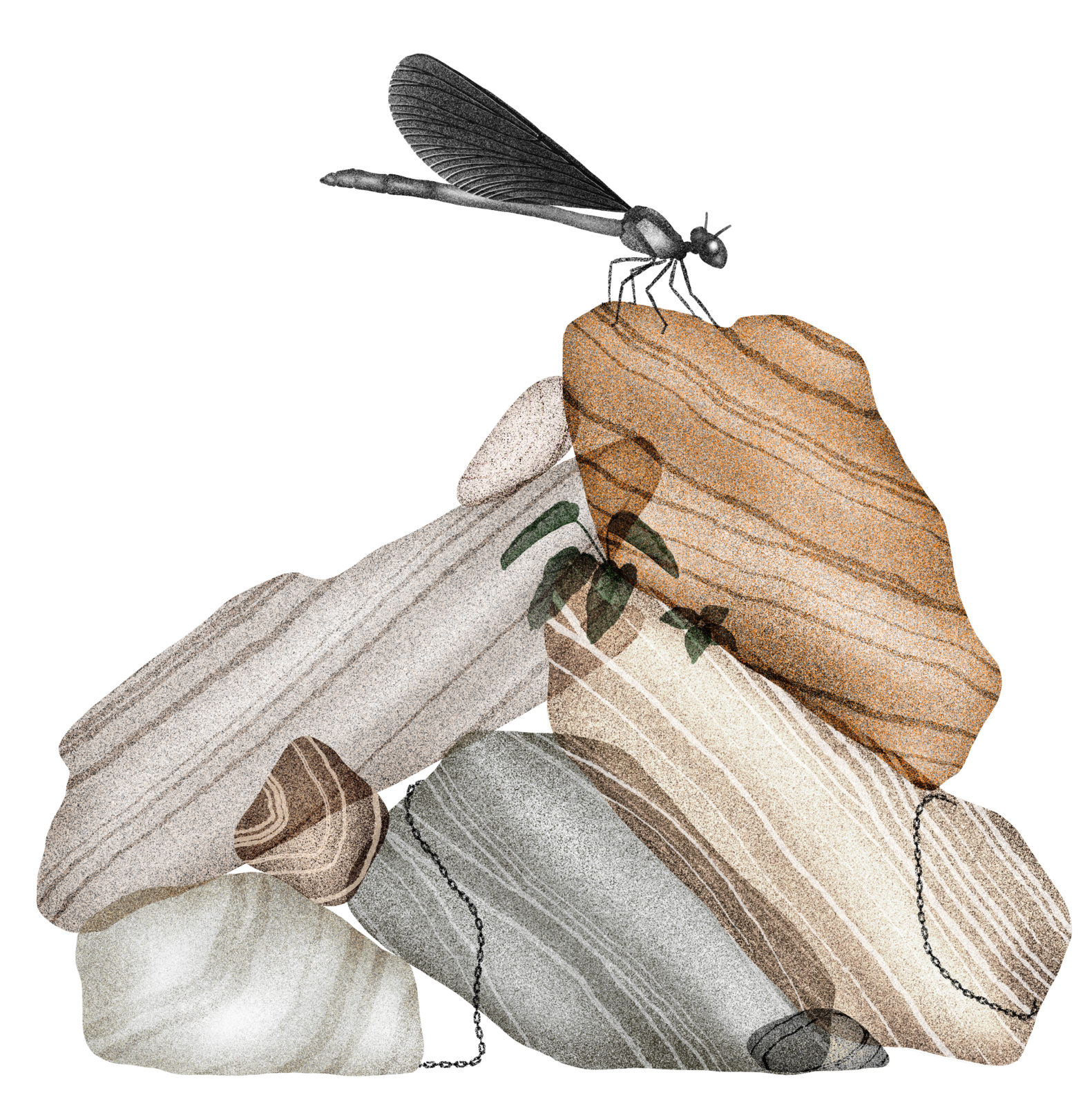 Illustration Cailloux et Libellule par Sarah Mafféïs - Kiblind magazine thème insectes
